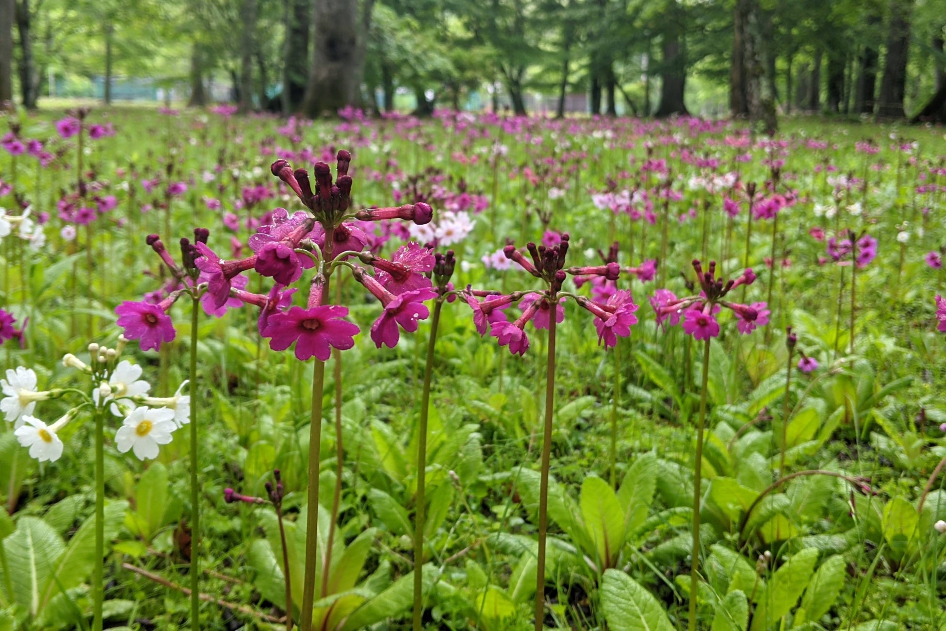 その容姿がお寺の屋根の先端についている九輪に似ているところから「クリンソウ(九輪草)」の名前が付きました