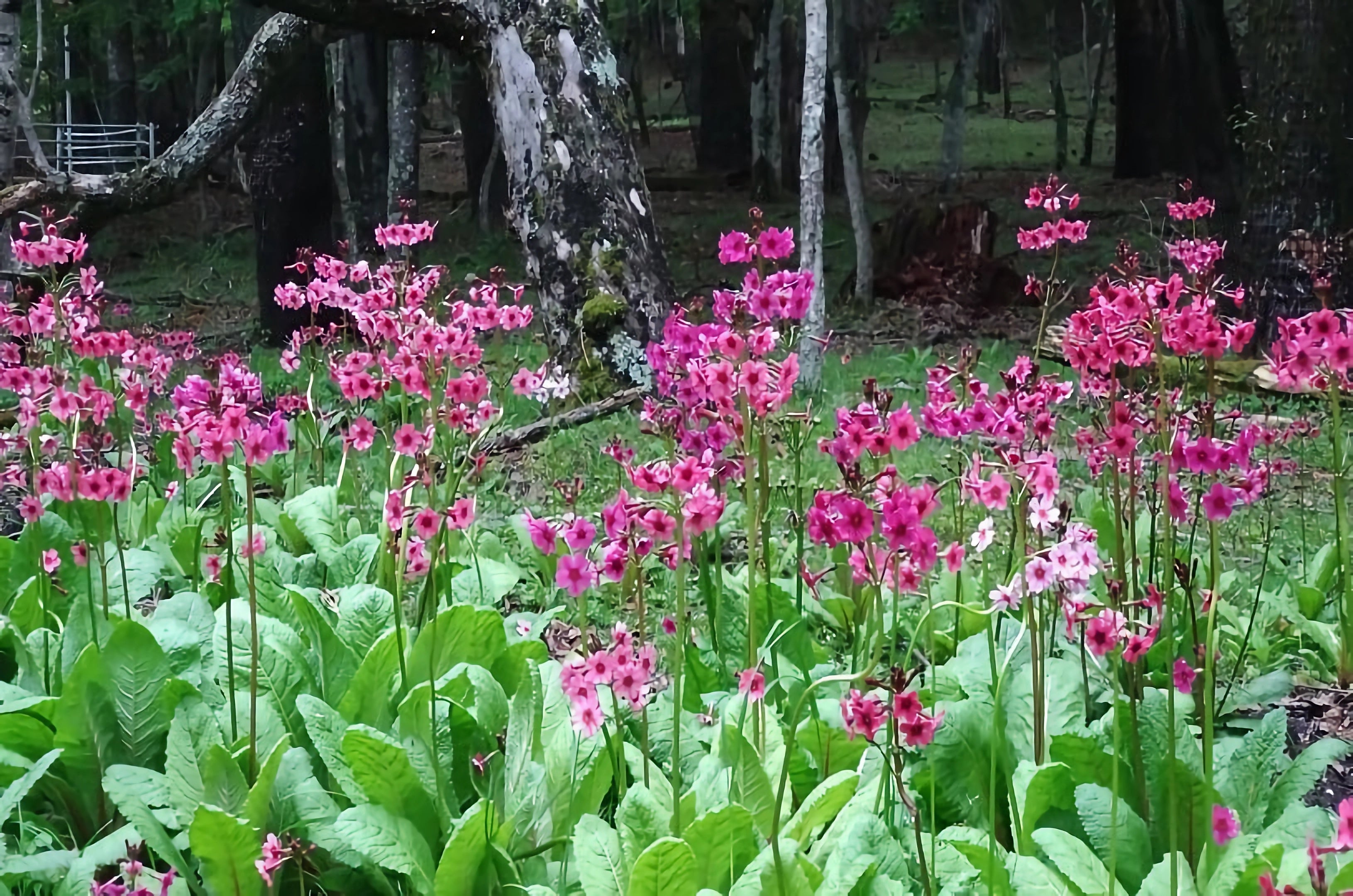 竜頭の滝下駐車場脇のクリンソウ