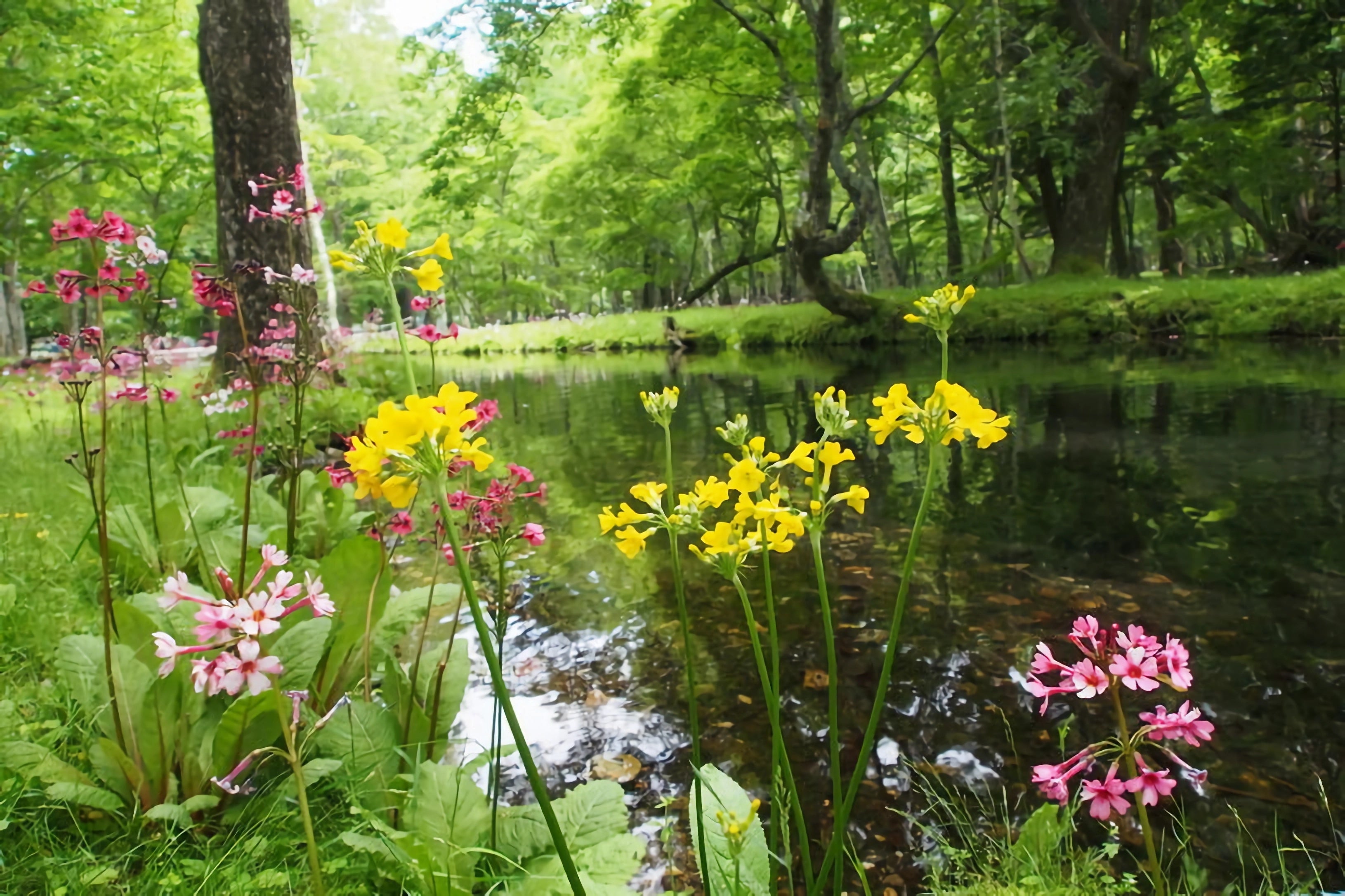 千手ヶ浜で珍しい黄色のクリンソウを発見！ ビルマやチベットの高地が原産の「キバナクリンソウ」とのことですが、ピンクや白の花の中で咲く黄色の花も可憐です