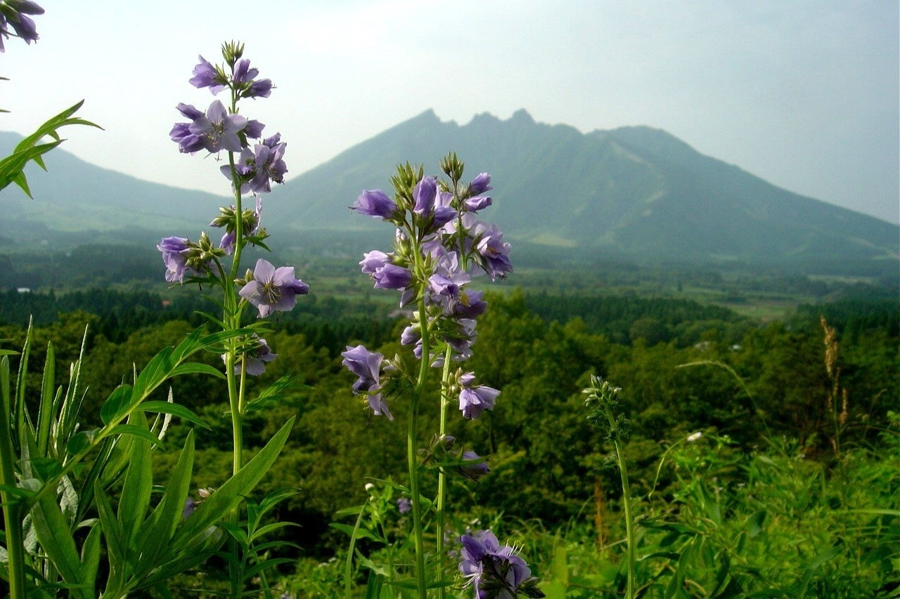 ハナシノブは山地の草原に生える多年草で、現在自生が確認されているのは全国でも阿蘇地方のごく一部だけです