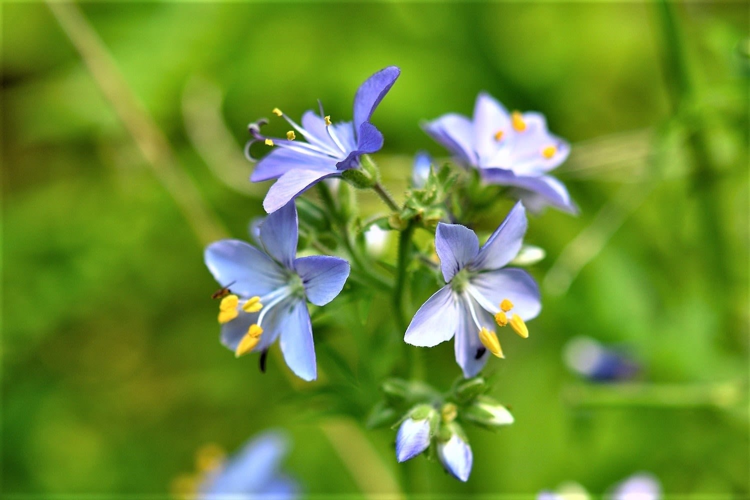 絶滅危惧種ⅠA類に分類され、絶滅の可能性が極めて高い植物に指定されています