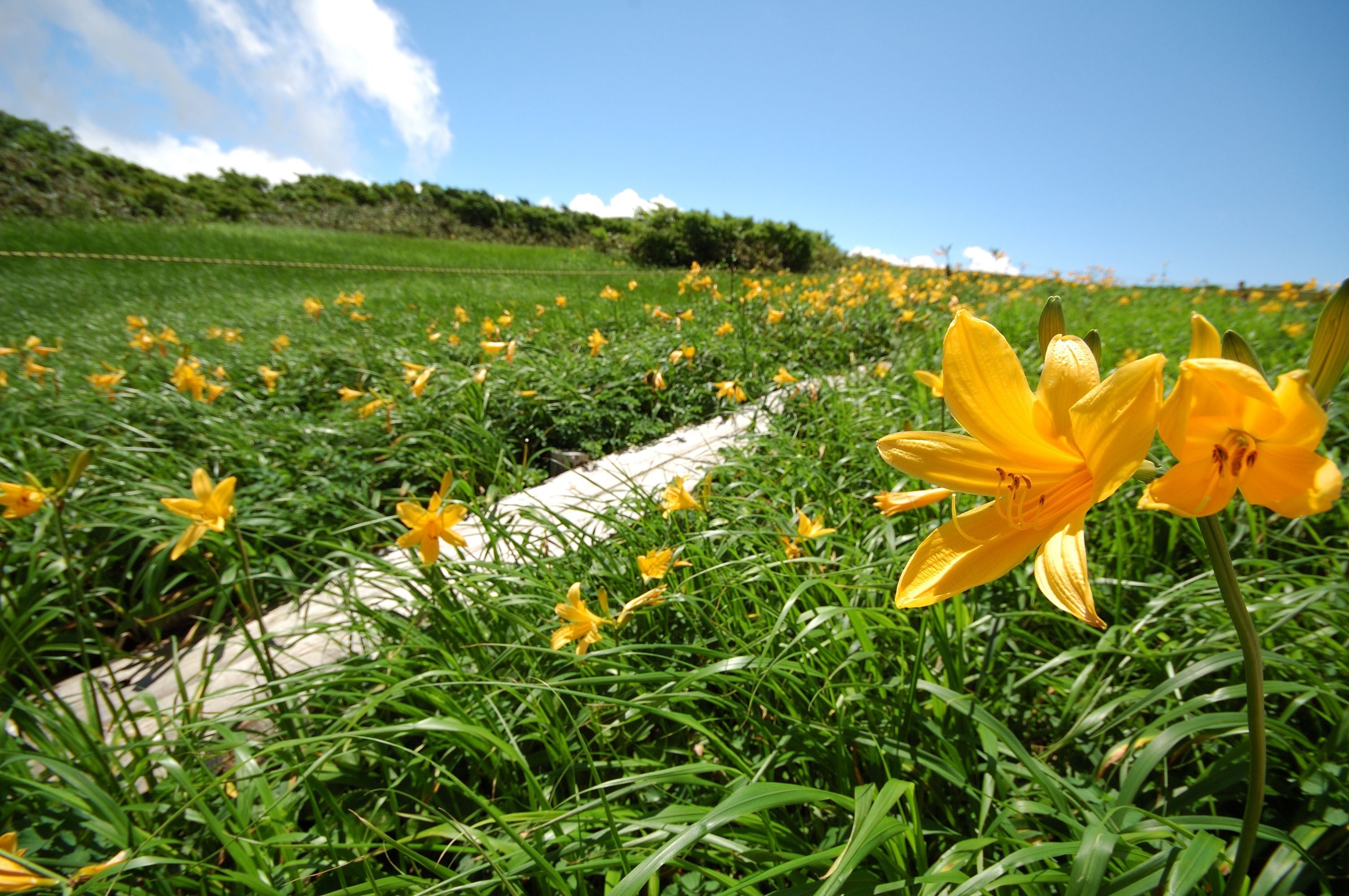月山八合目、標高1400ｍに位置する弥陀ヶ原湿原に咲くニッコウキスゲ