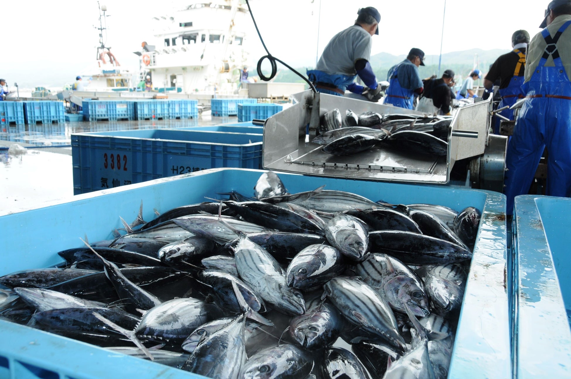 今季もカツオが水揚げされ、気仙沼の市場は活気づいています