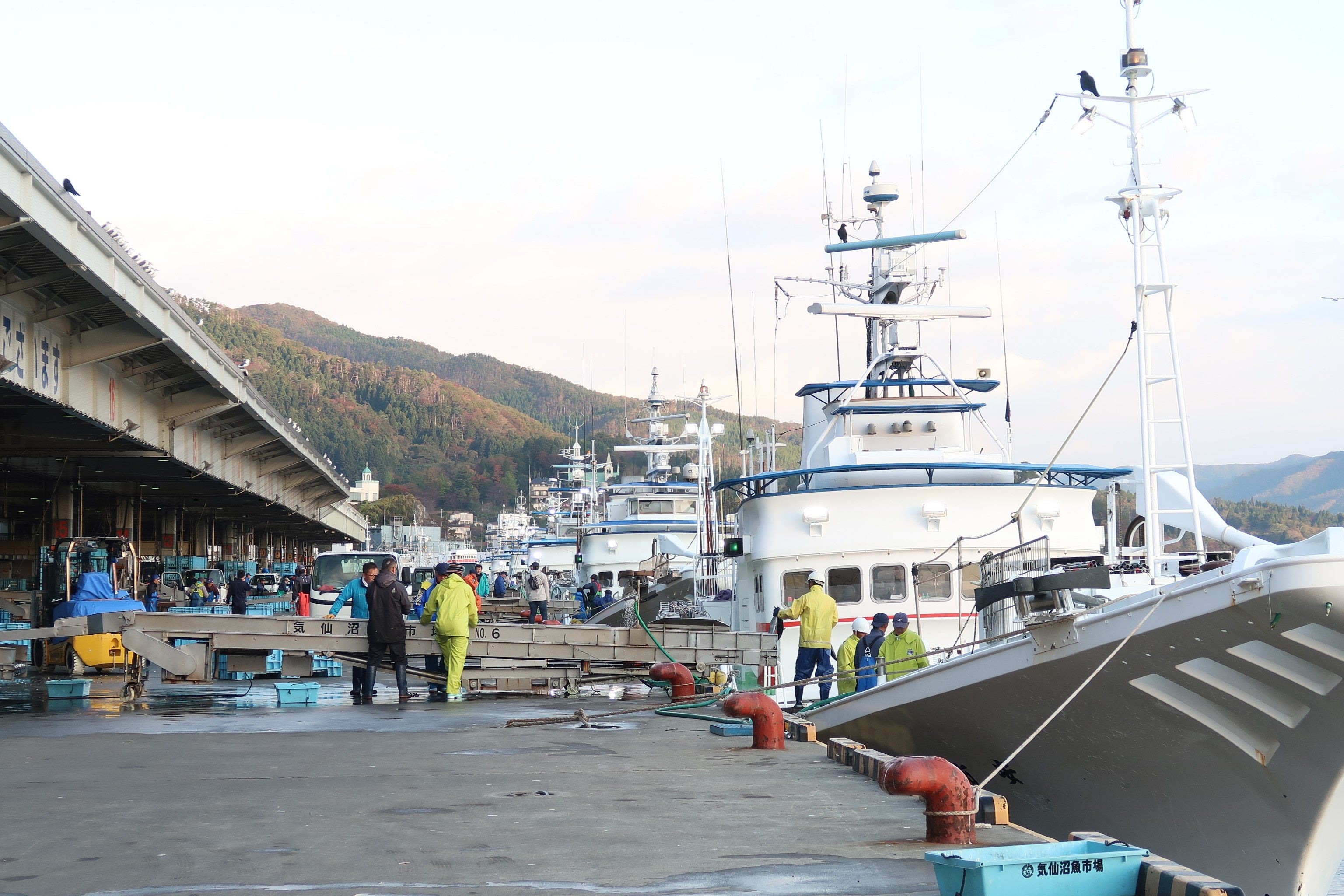 気仙沼港は、「かつおの町」として毎年6月から9月に旬を迎え賑わいます　三陸沖で回遊するカツオの漁場が気仙沼漁港から近くなる最盛期には、多くの水揚げ船が気仙沼漁港に寄港します