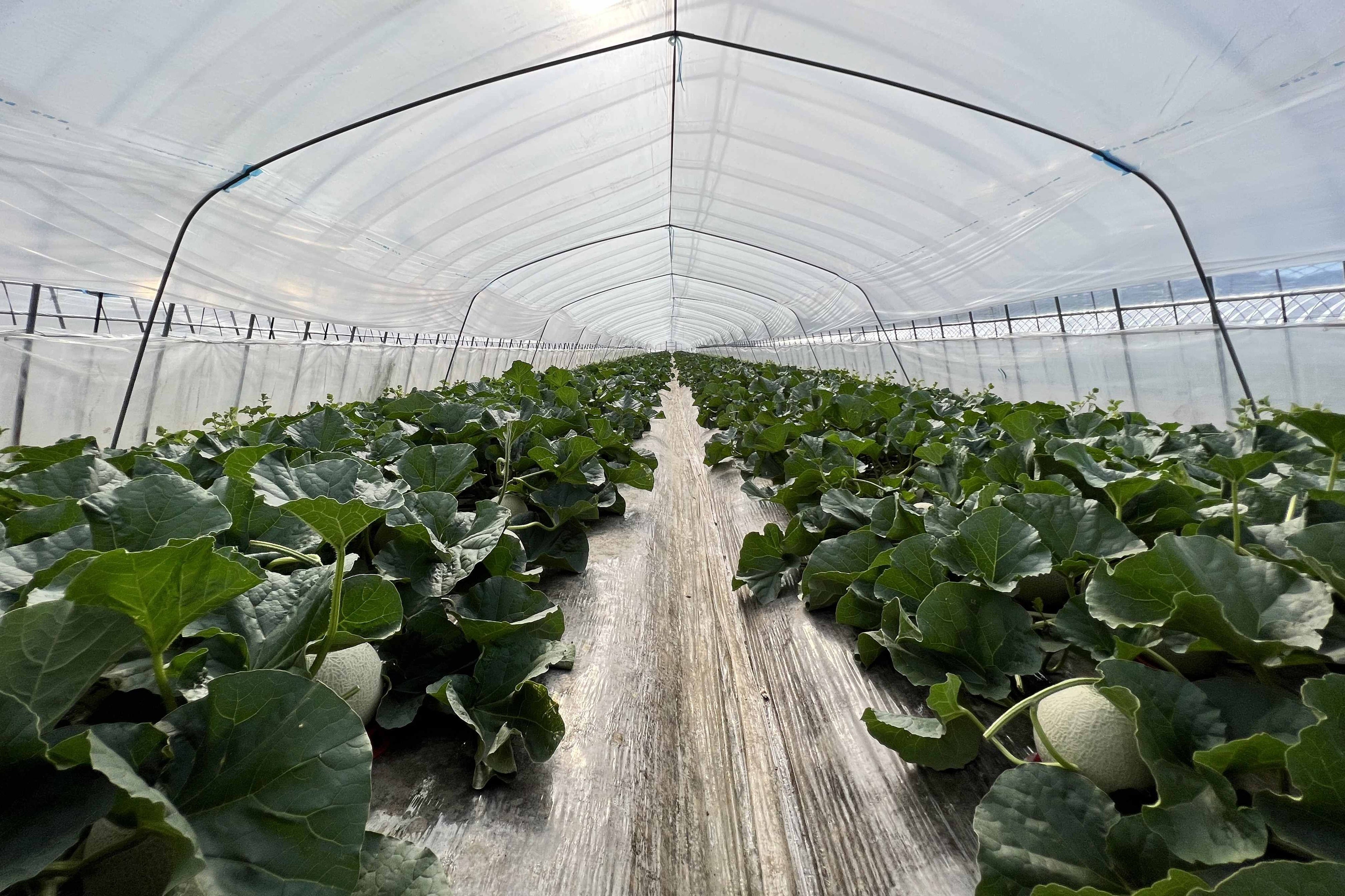 ひとつひとつが太陽の光を浴びるように地面に広げて栽培　メロンのおいしさを育んでいます