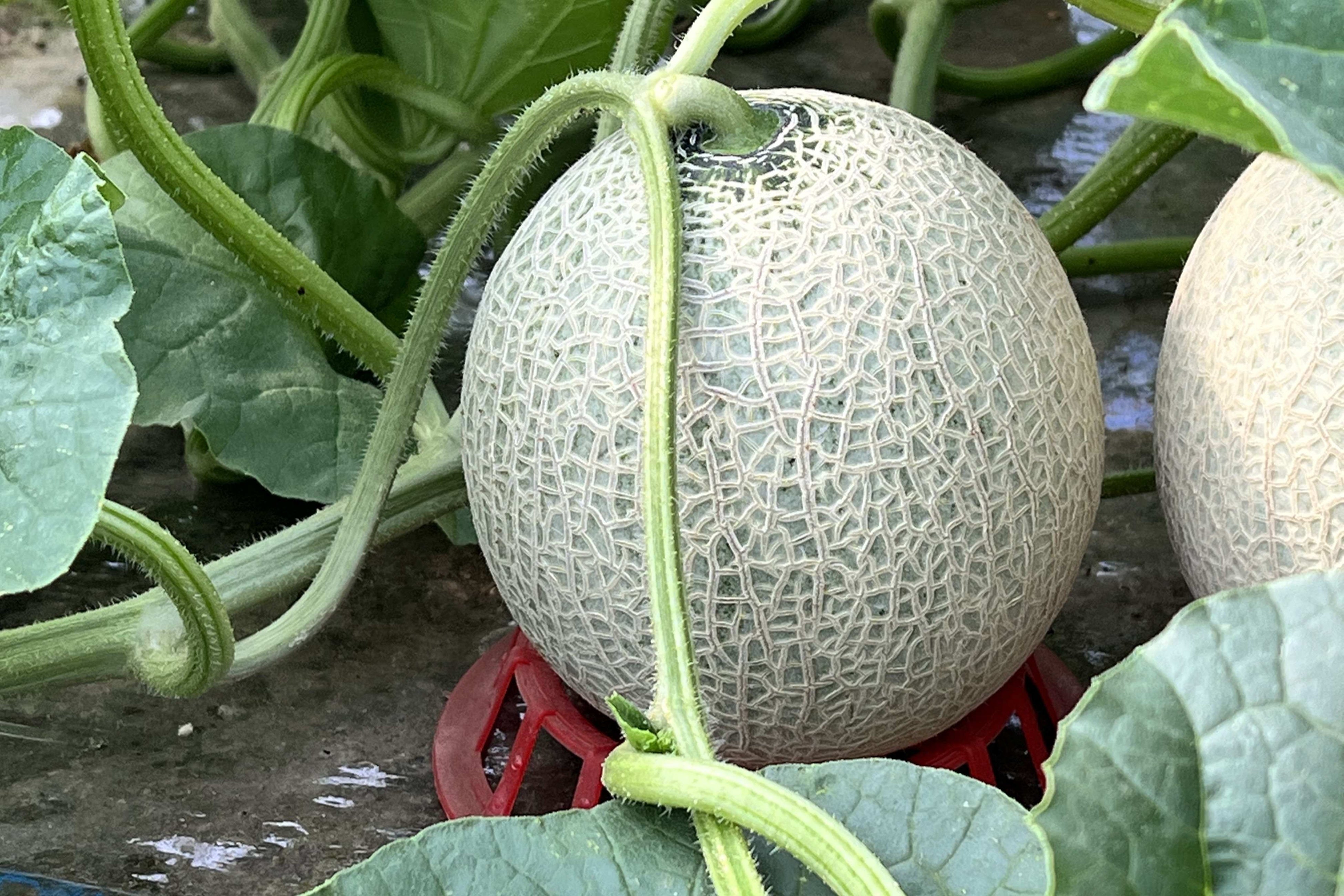 夕張などと並び、北海道の赤肉メロンは芳醇な香りと平均糖度１５度にも及ぶ甘さが人気です　その訳は昼夜の温度差が２０度にもなる北海道独特の気候に有ります