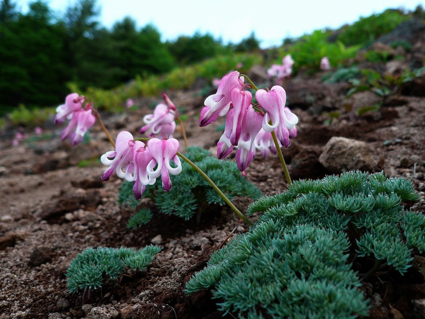 高山植物の女王「コマクサ」