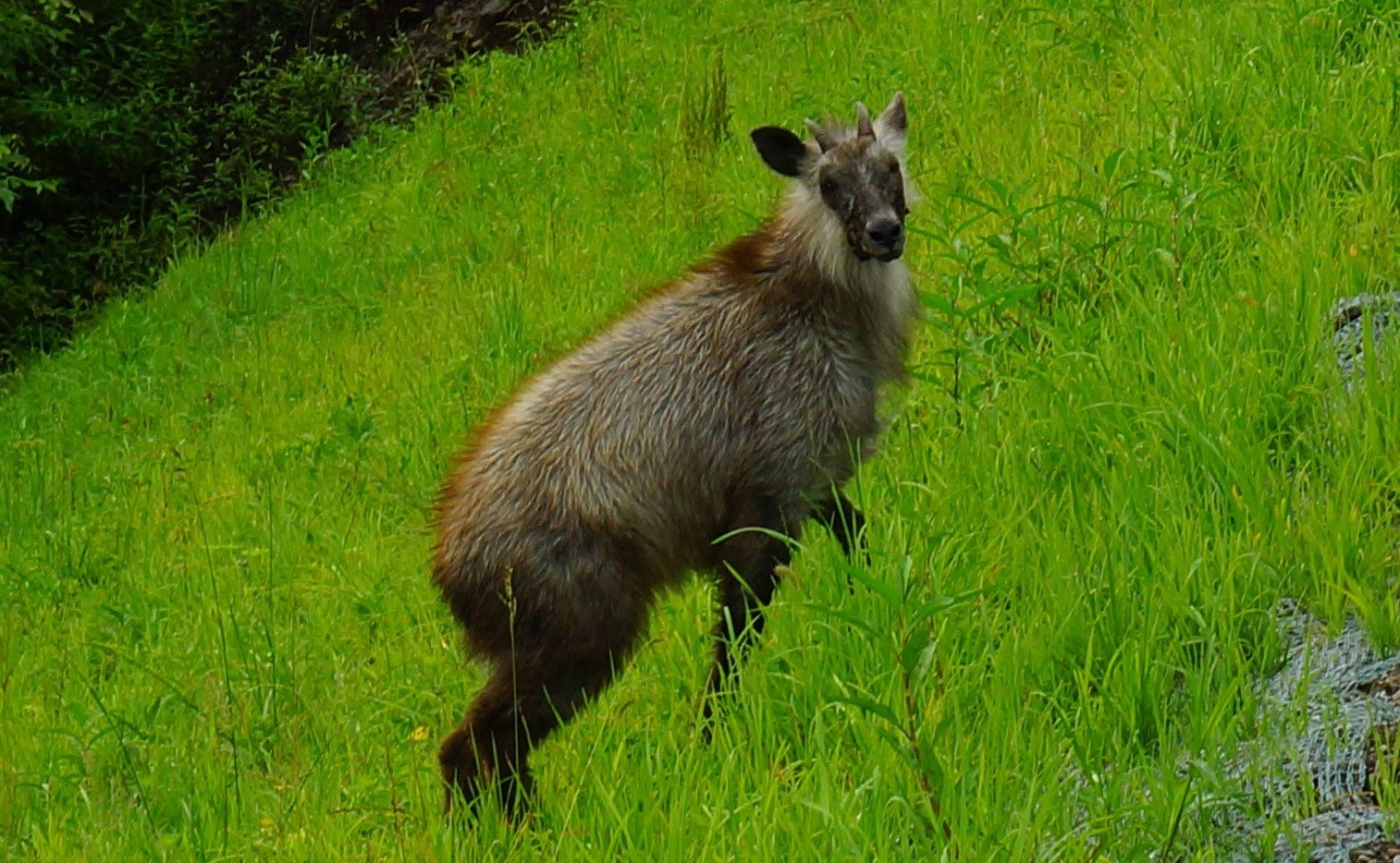 湿原にもニホンカモシカは現れます