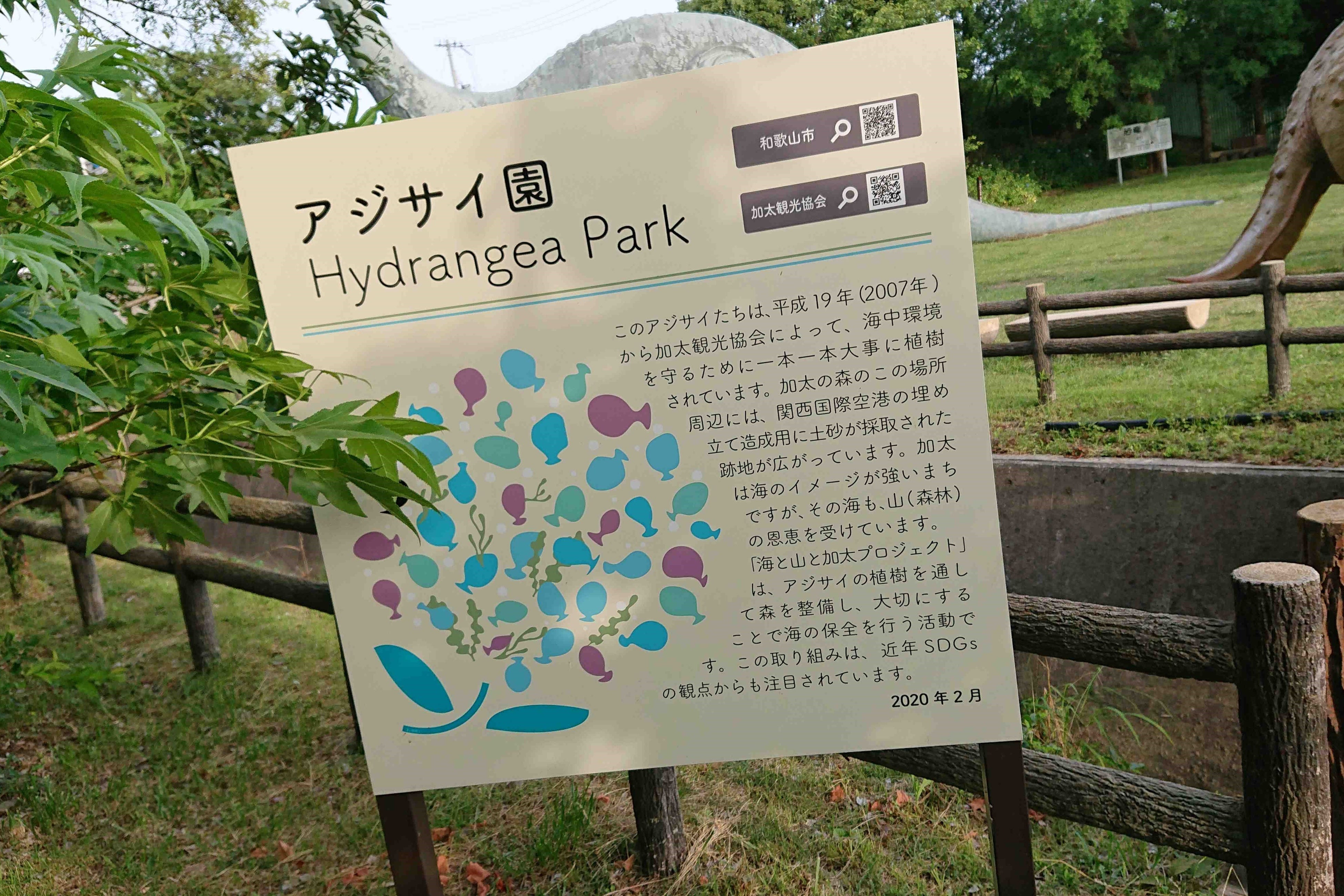 「海と山と加太プロジェクト」はアジサイの植樹を行い、世界一のアジサイ園を目指しています