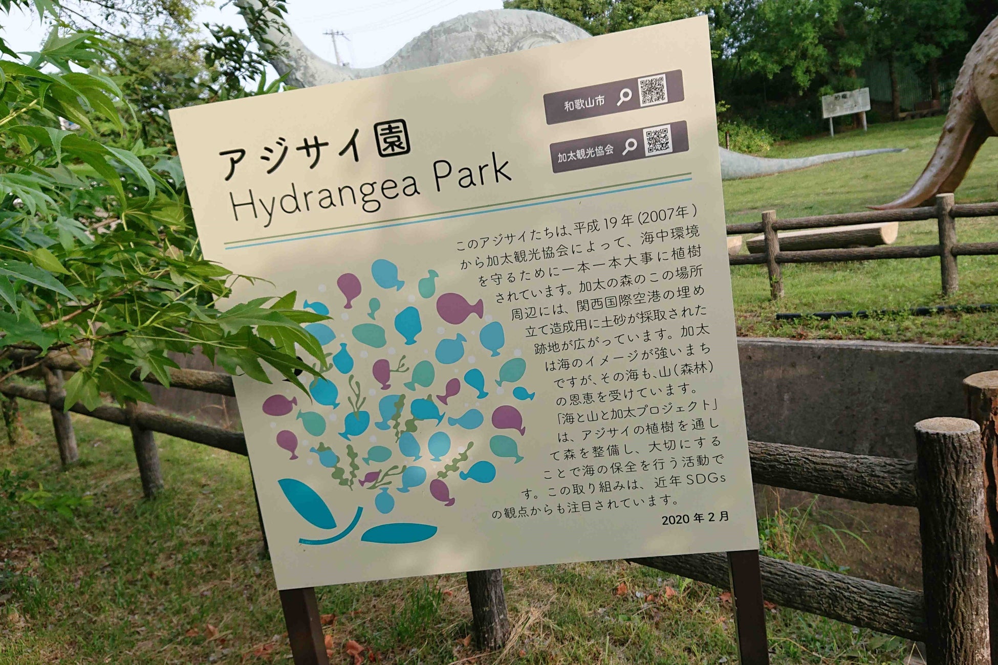 「海と山と加太プロジェクト」はアジサイの植樹を行い、世界一のアジサイ園を目指しています