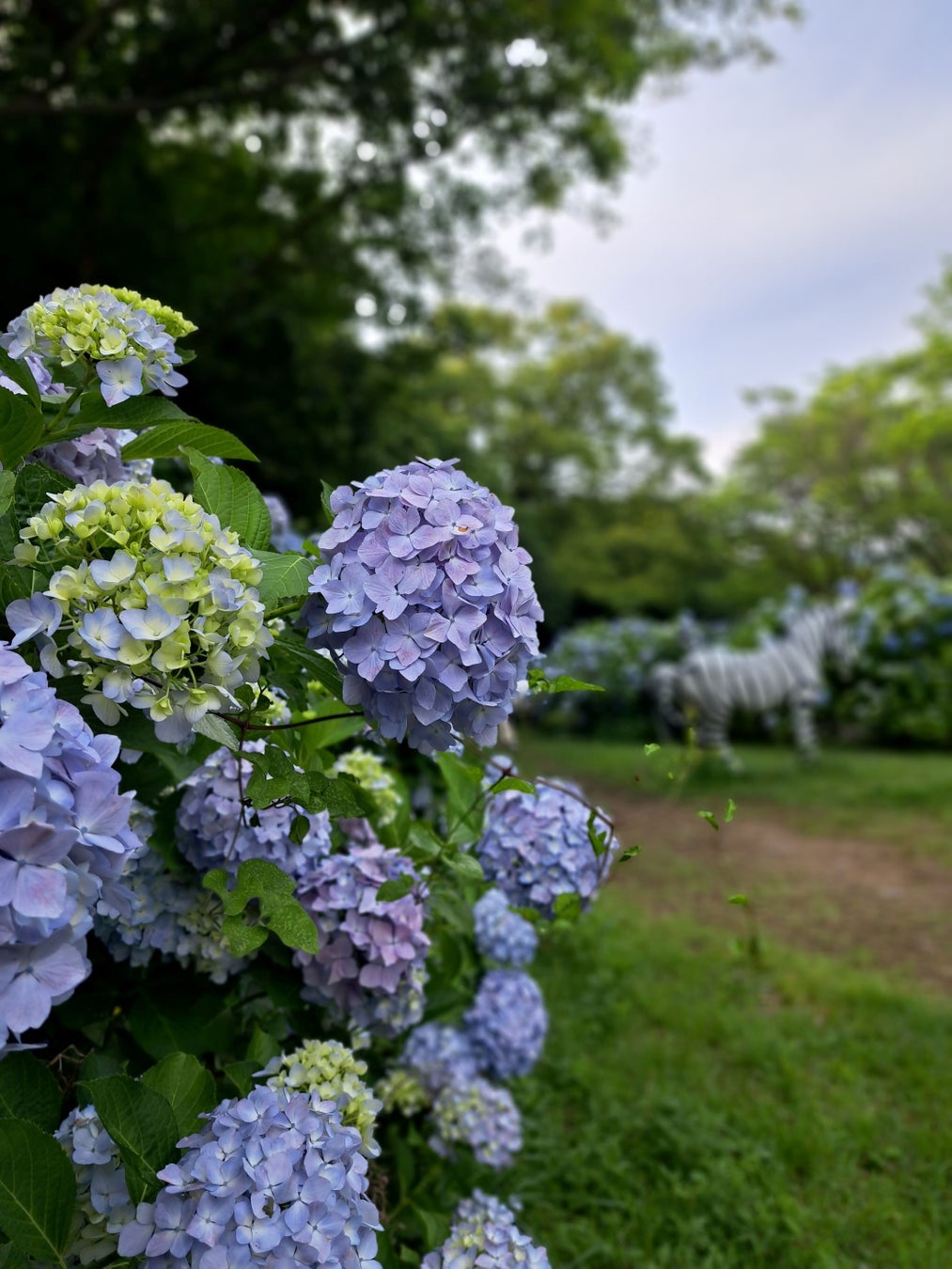 彩り鮮やかなアジサイ