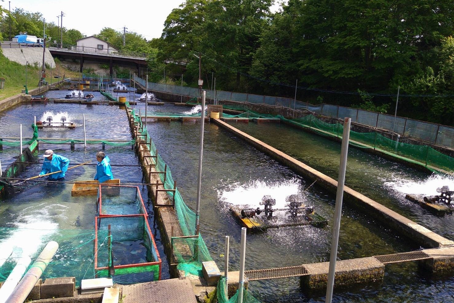 北アルプスの雪解け水が流れ込む安曇野市穂高で２千平方メートルにわたって水をたたえる養殖池