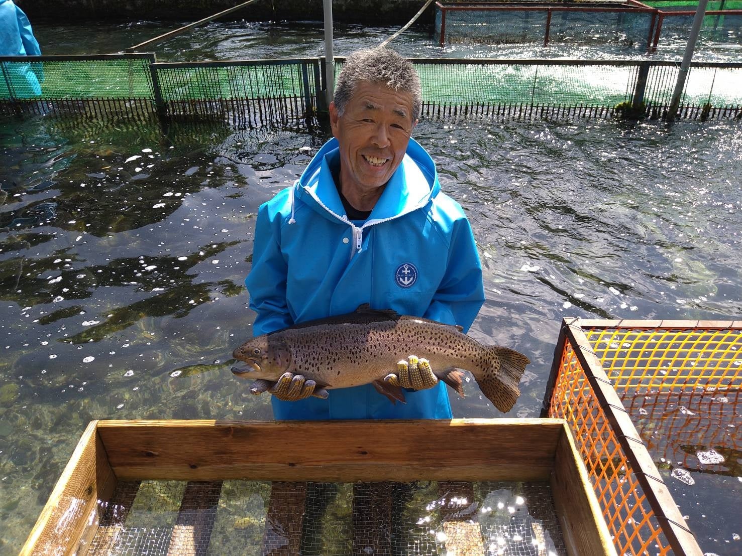 安曇野市にある信州サーモンの養殖場「カワグチ」 清冽な水で大事に育てられた信州サーモンは、きめ細かく肉厚な身に美味みと栄養が凝縮され、とろける舌ざわりと豊かな味わいが特徴です