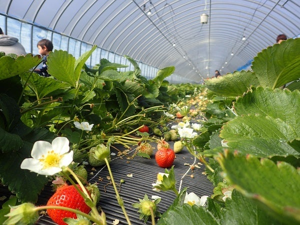 土耕栽培の美味しい「あまおう」