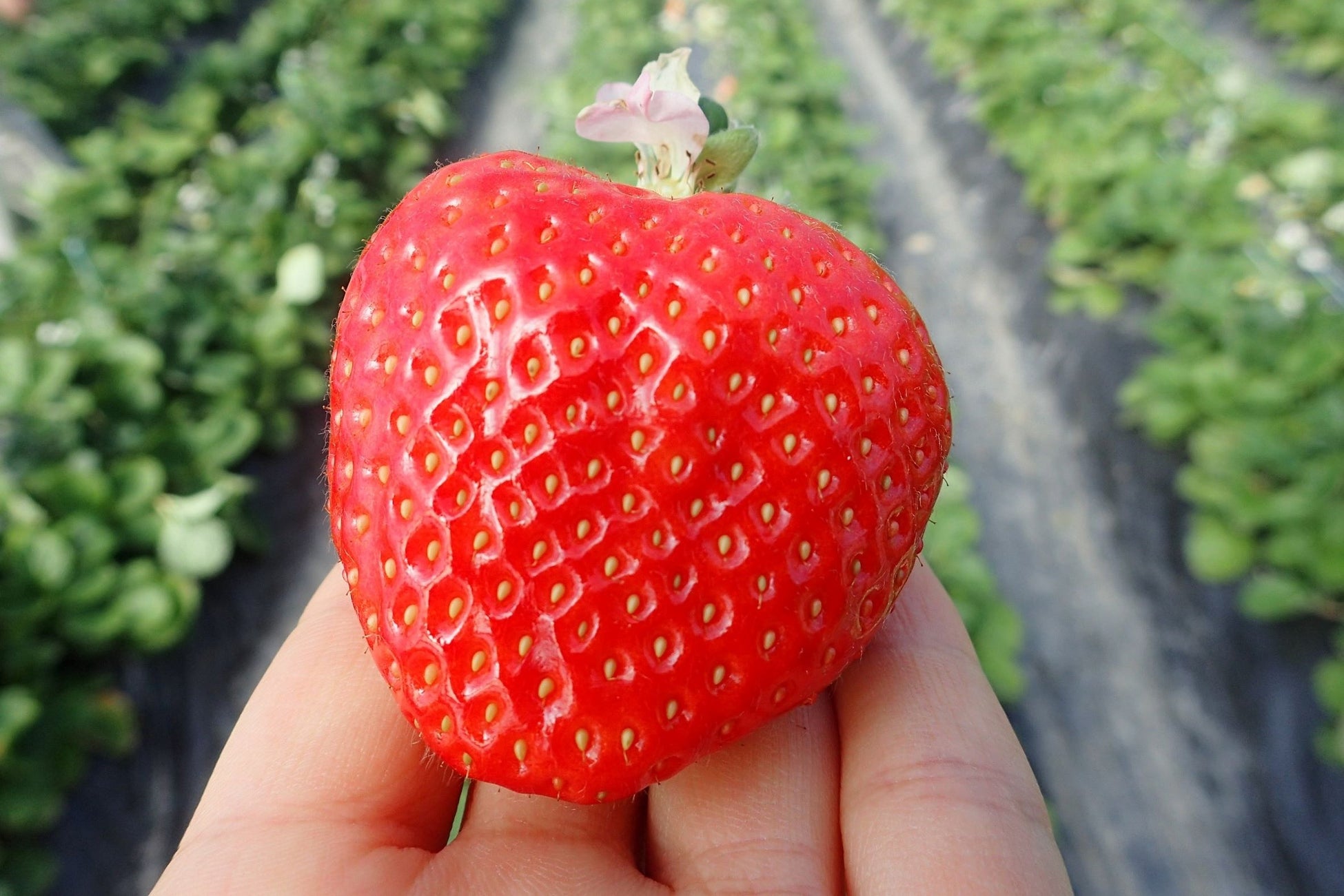 福岡自慢の完熟もぎたて あまおう が食べ放題 福岡市の志賀島でいちご狩りが楽しめる宿泊プランをはじめます 自然にときめくリゾート 休暇村のプレスリリース 福岡自慢の完熟もぎたて あまおう が食べ放題 福岡市の志賀島でいちご狩りが楽しめる宿泊プランをはじめます 自然にときめくリゾート 休暇村のプレスリリース