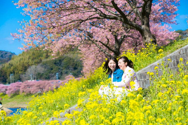 みなみの桜と菜の花まつり(2月)