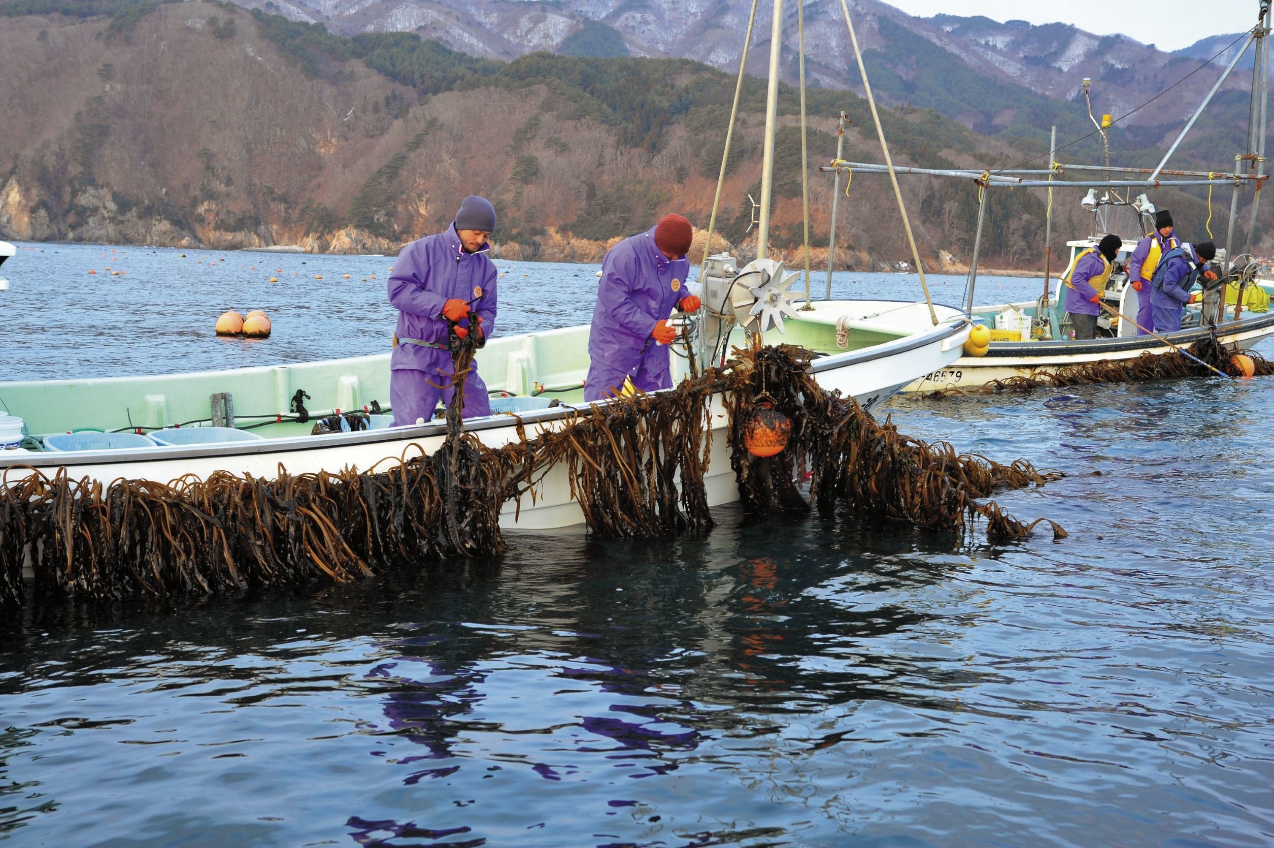 「春いちばん」の漁は、重茂の漁師にとって1年の漁果を決めるといわれるほど大切な漁です