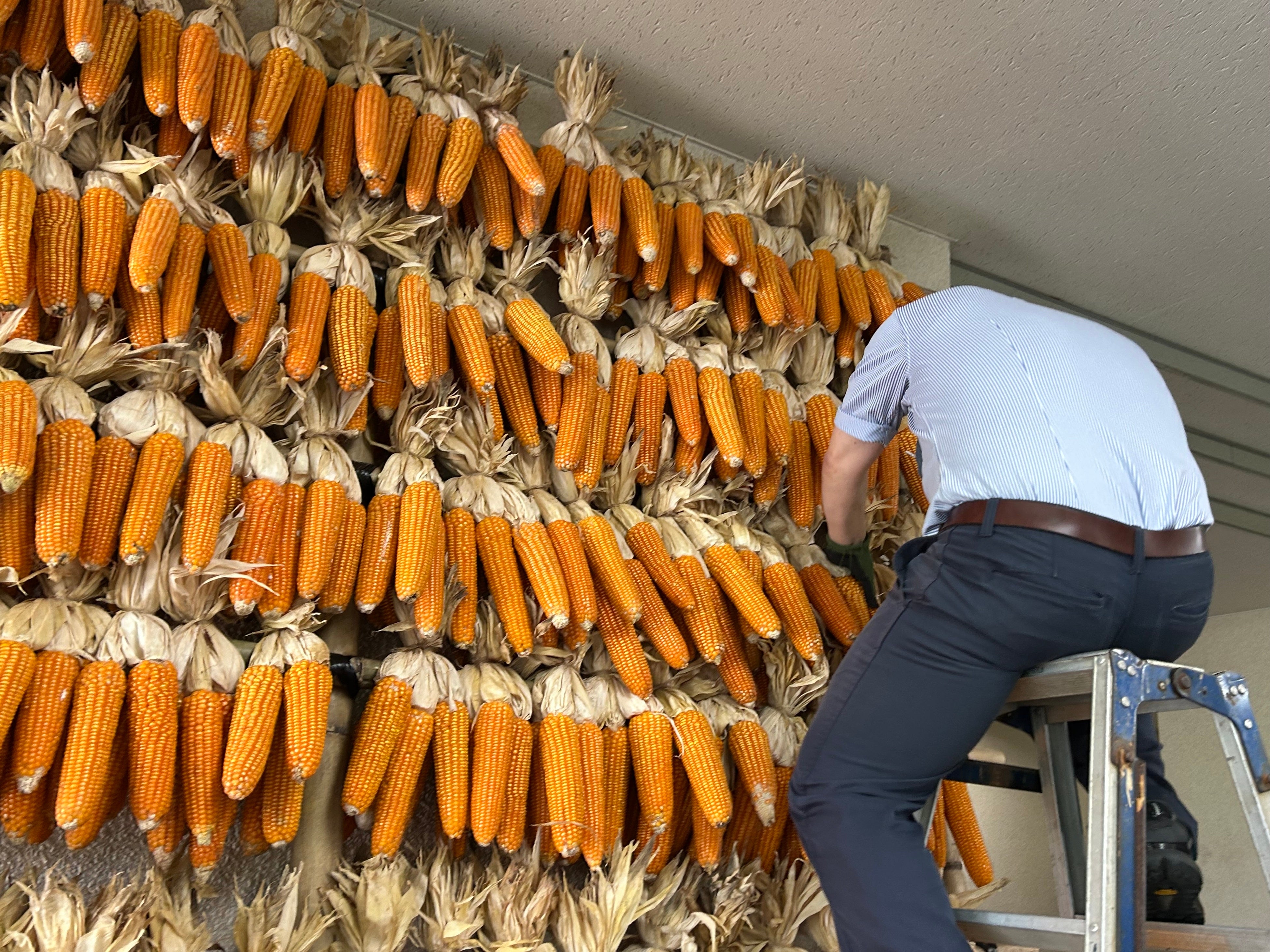 休暇村南阿蘇では、阿蘇の世界農業遺産「地トウキビ」を通して、阿蘇の暮らしと文化を未来へ。~展示・食・体験で次世代へつなぐ~