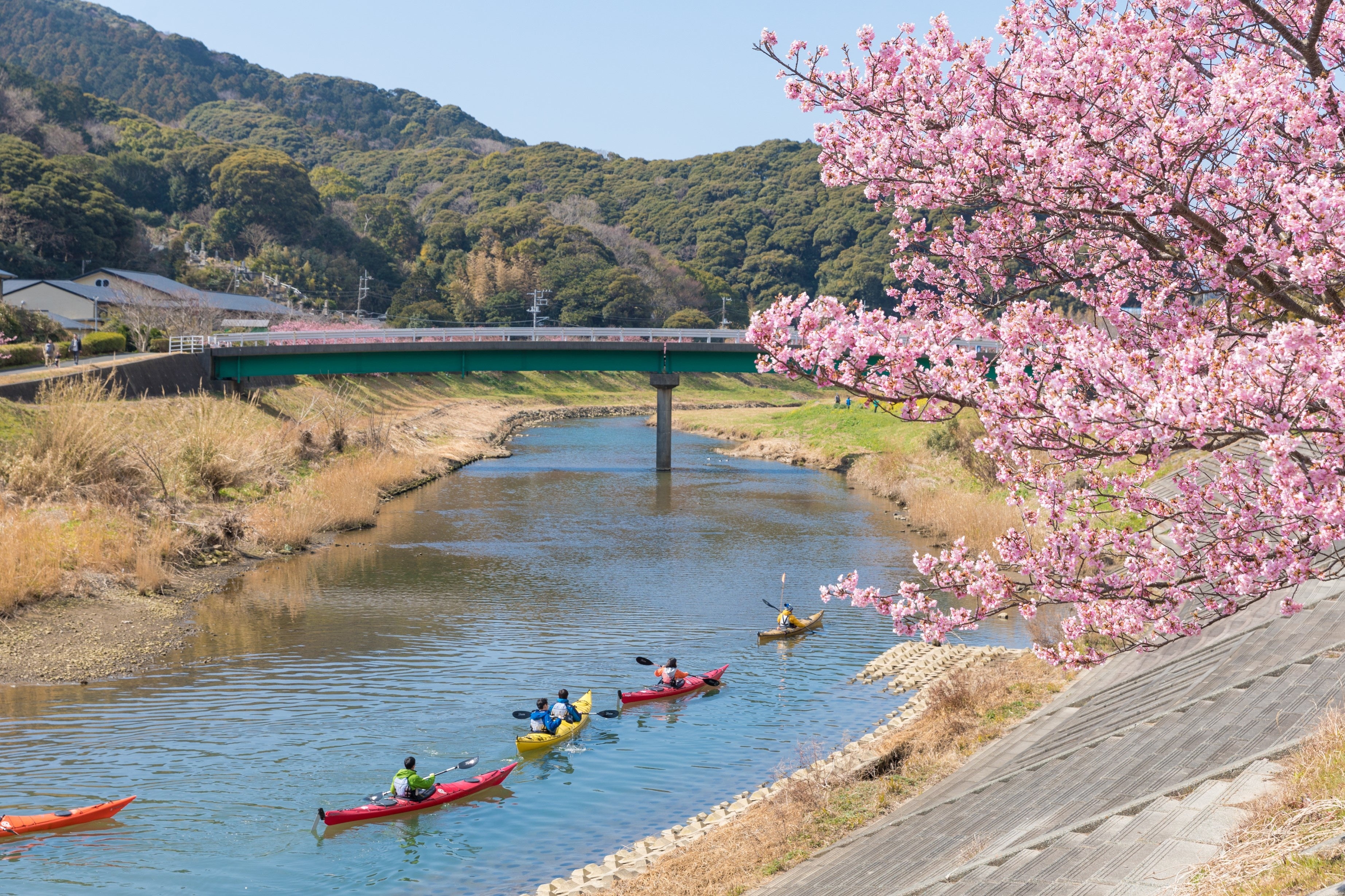 満開の河津さくらとカヤック