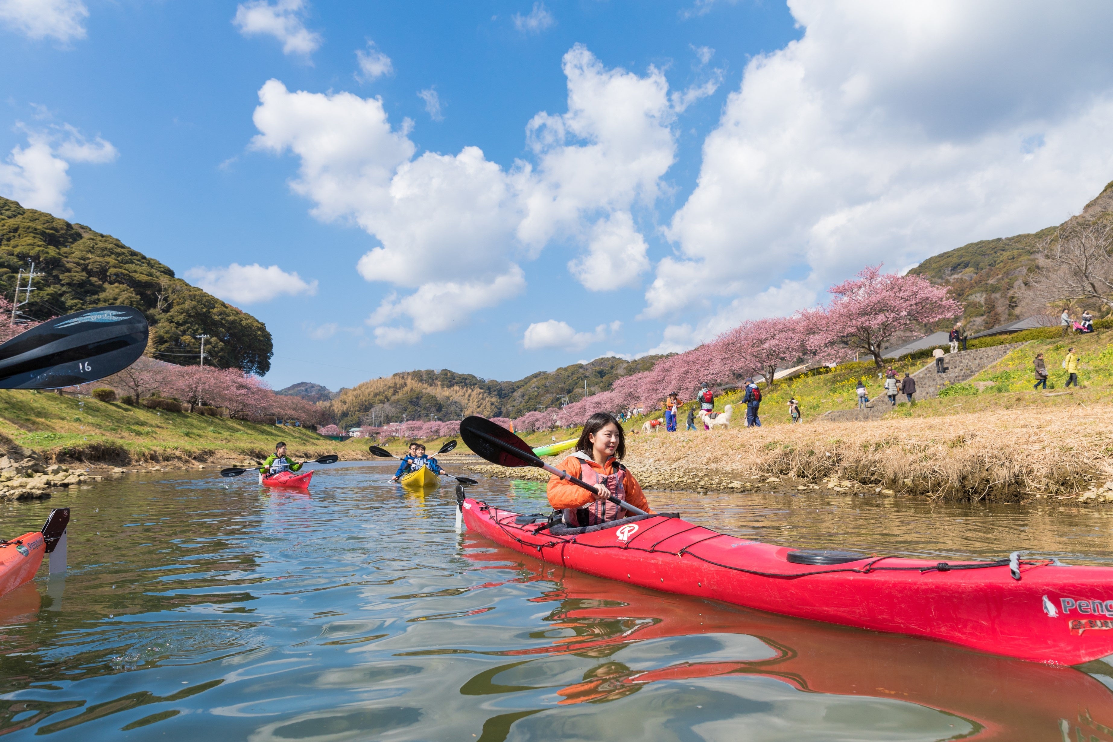 水彩画 カヤック 漕ぐ人 自然 河津桜×カヤック、約800本の河津桜を川面から見上げる