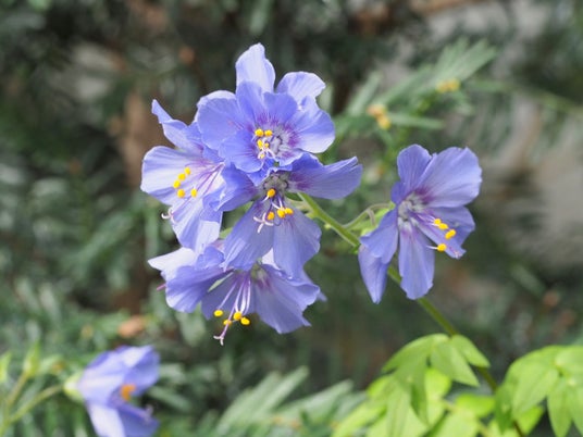 阿蘇にしか自生しない「ハナシノブ」に捧ぐ「第9回みなみ阿蘇野の花コンサート」 休暇村南阿蘇を会場に6月14日(日)開催 阿蘇にしか自生しない「ハナシノブ」に捧ぐ「第9回みなみ阿蘇野の花コンサート」 休暇村南阿蘇を会場に6月14日(日)開催