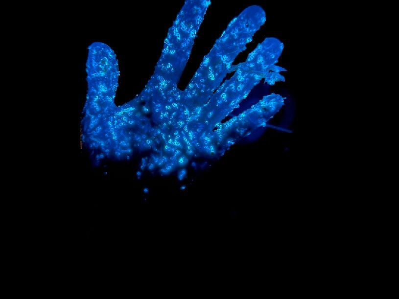 夜は幻想的なウミホタル、翌朝は"生きた化石"カブトガニ放流 休暇村瀬戸内東予、宿泊者限定「ウミホタル発光観察会」を7月18日より開催 ~カブトガニ放流は8月3日・16日の2日間限定~