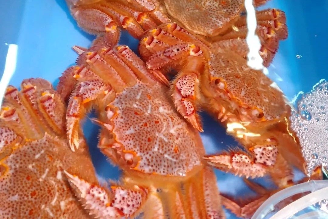 宮古市魚菜市場に店を構える岩船商店の活毛ガニ