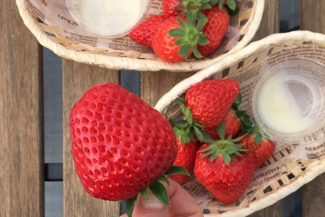 「ボンガーデン」では少量土壌培地耕と呼ばれる養液栽培技術を用い、４棟のハウスで約１万株のいちごを育てています