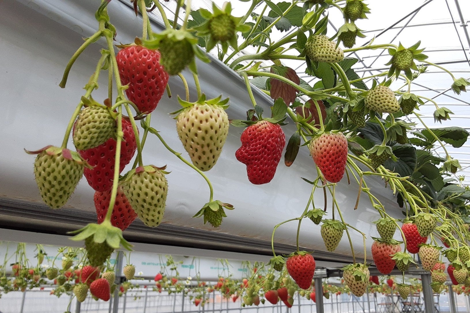 腰の高さの「高設栽培」は立ったまま摘み取れます