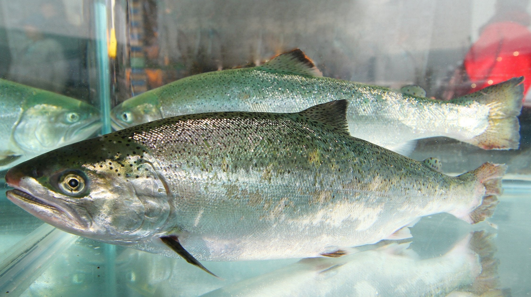 淡路島サクラマス