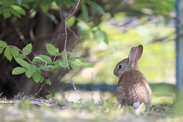 ４月には可愛い子ウサギも見られます