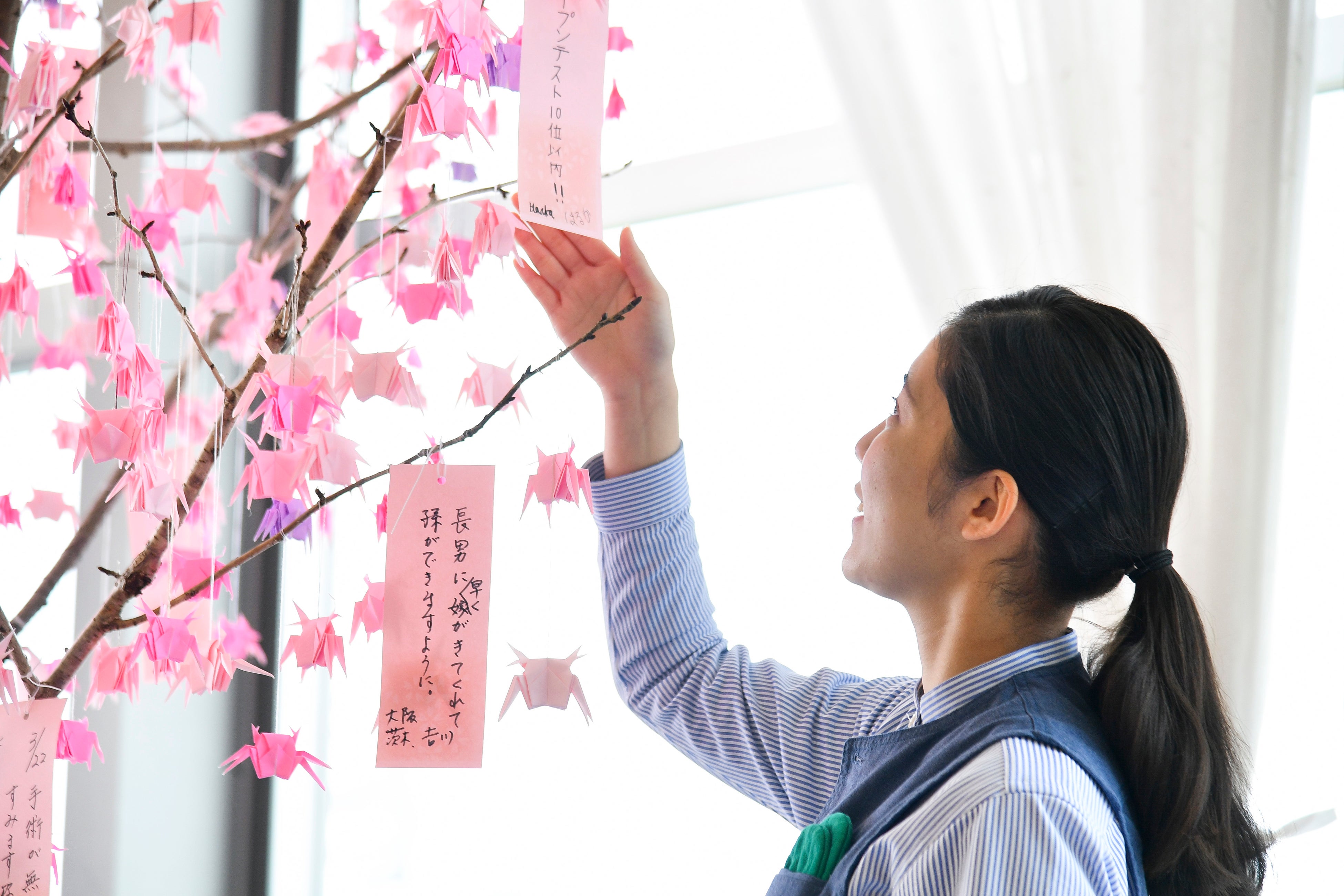 「カニざくら」に願いを込めて短冊を飾ります