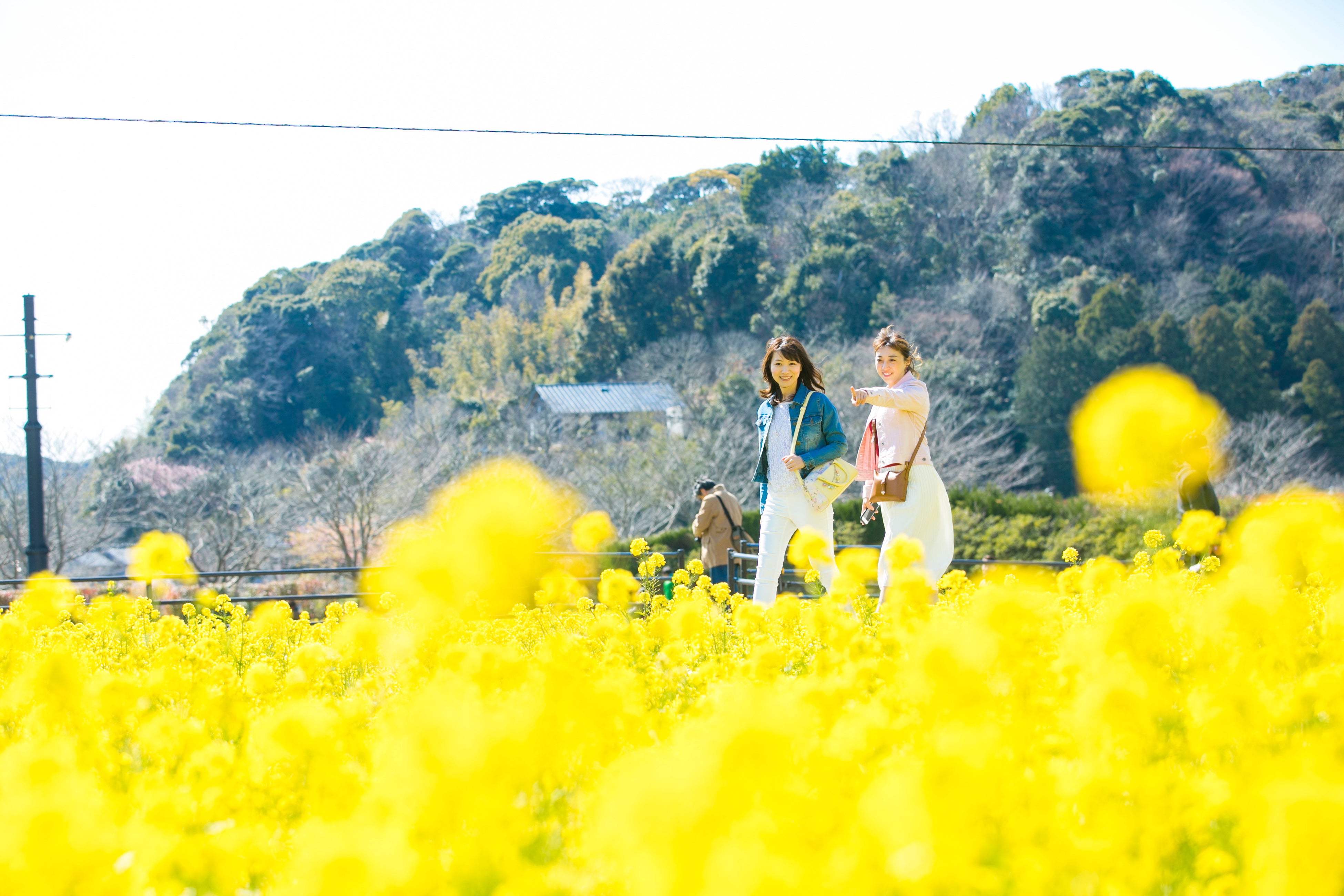 黄色のじゅうたんで春を感じて