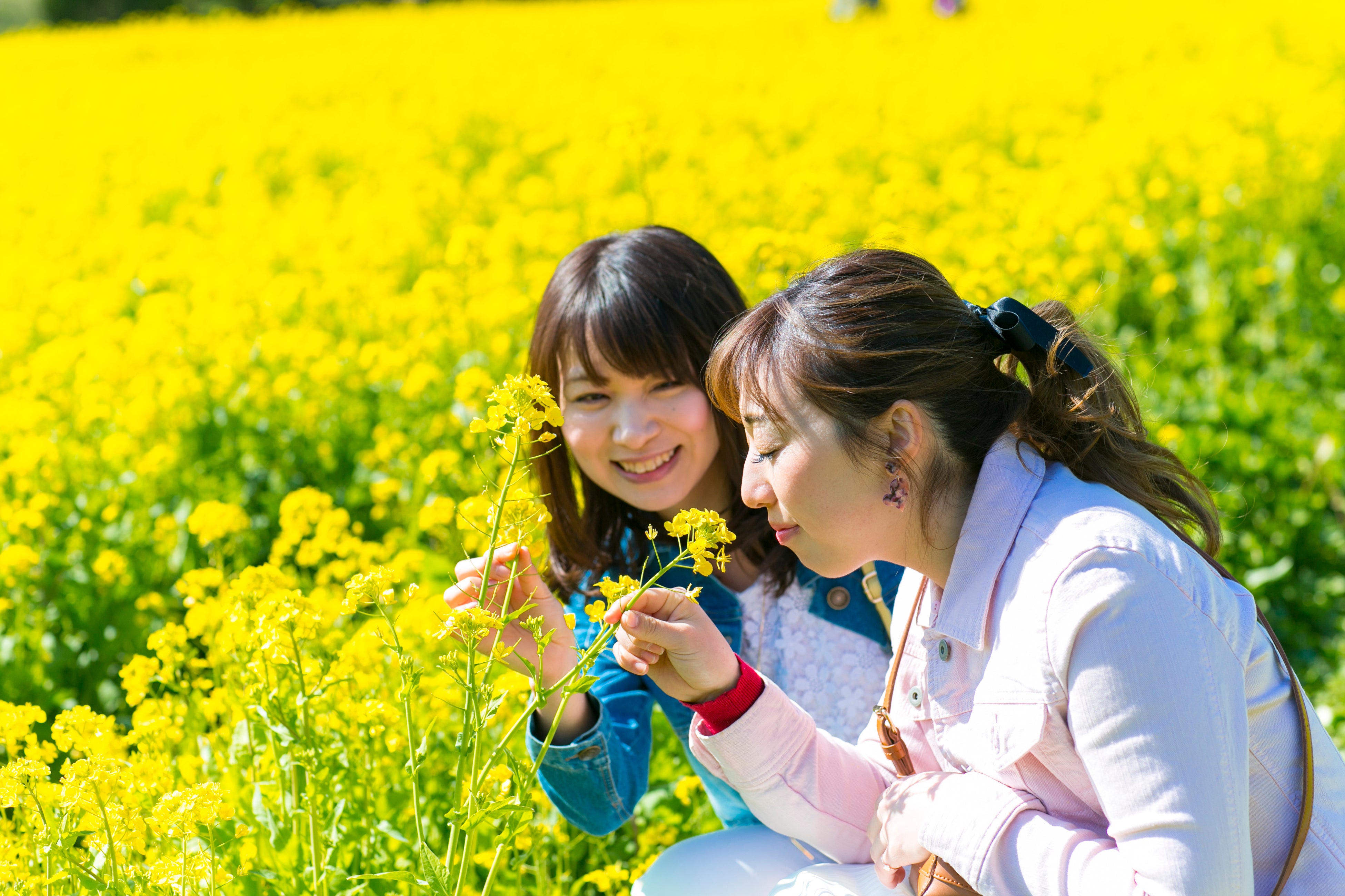 菜の花の香りに包まれる