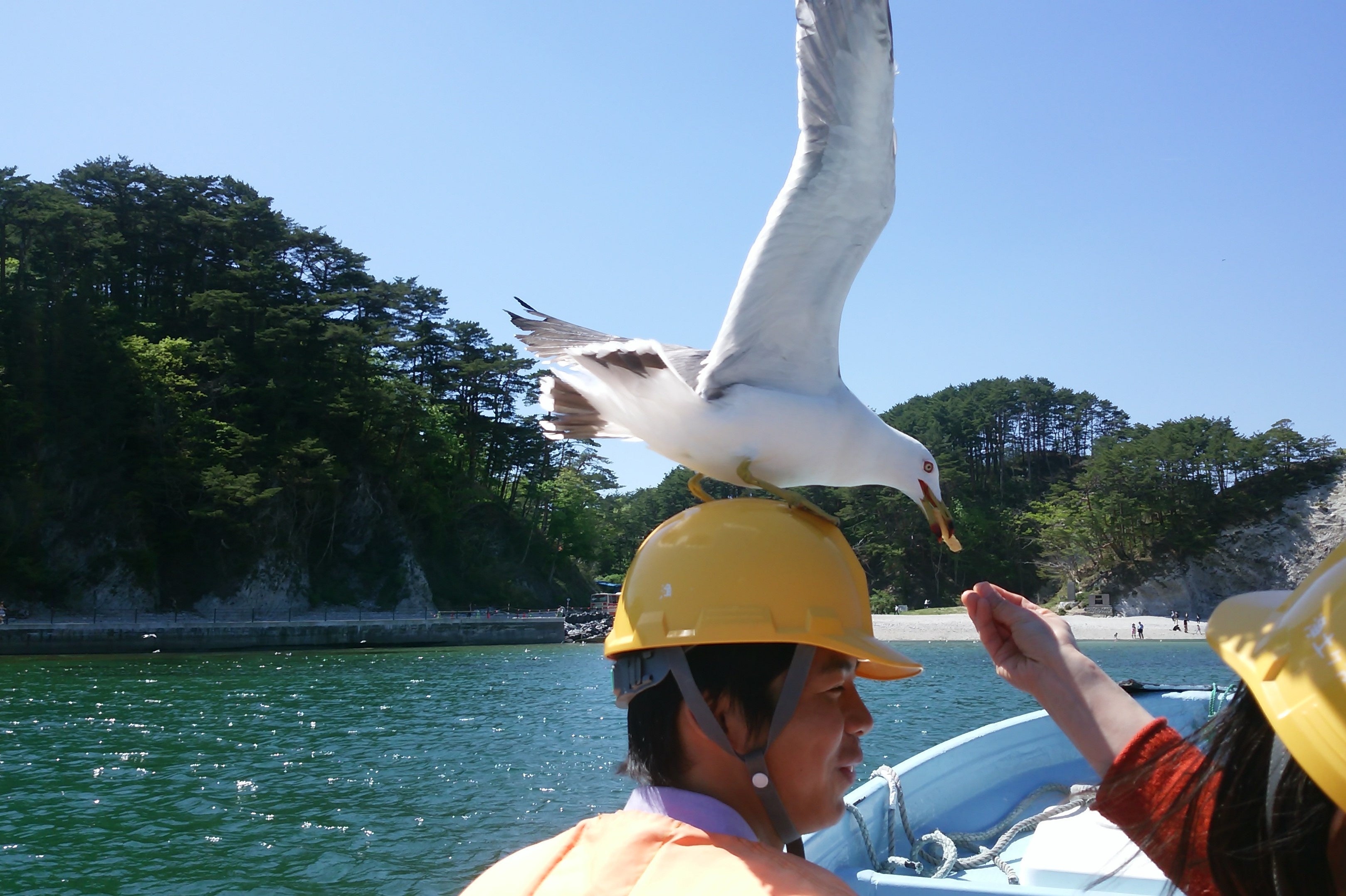 　遊覧中はウミネコともふれあえます