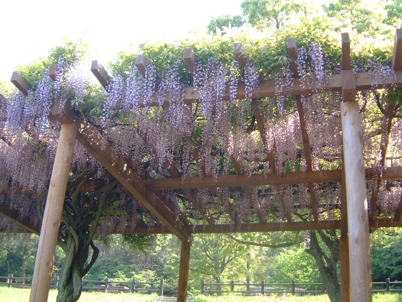 藤棚