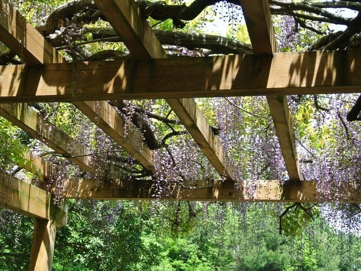 藤棚は5月頃が見ごろ