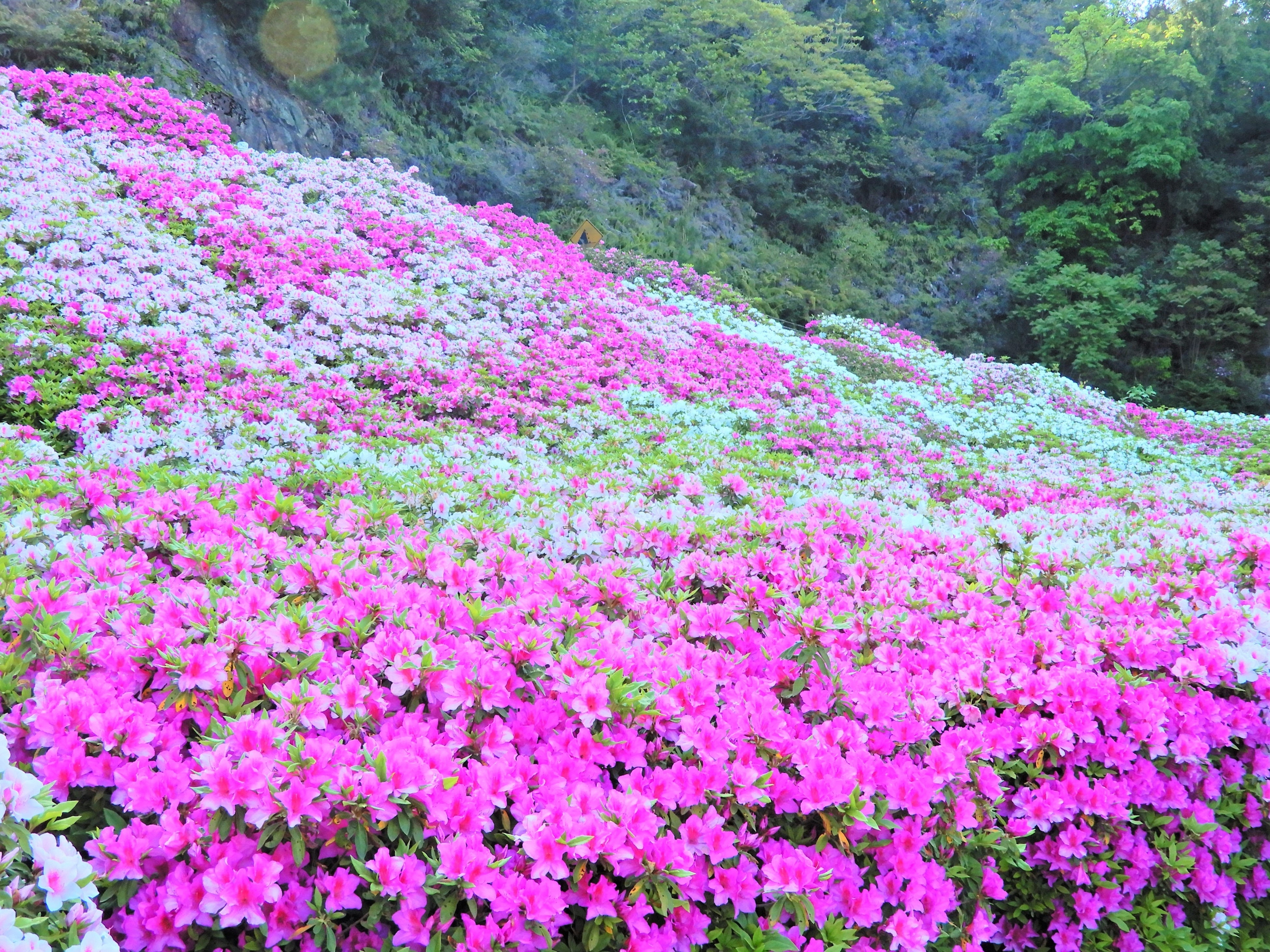 4月下旬頃、平戸ツツジが見ごろ