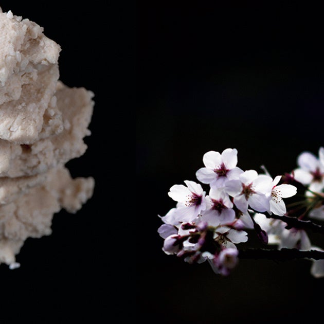 サトザクラ_酒粕_image