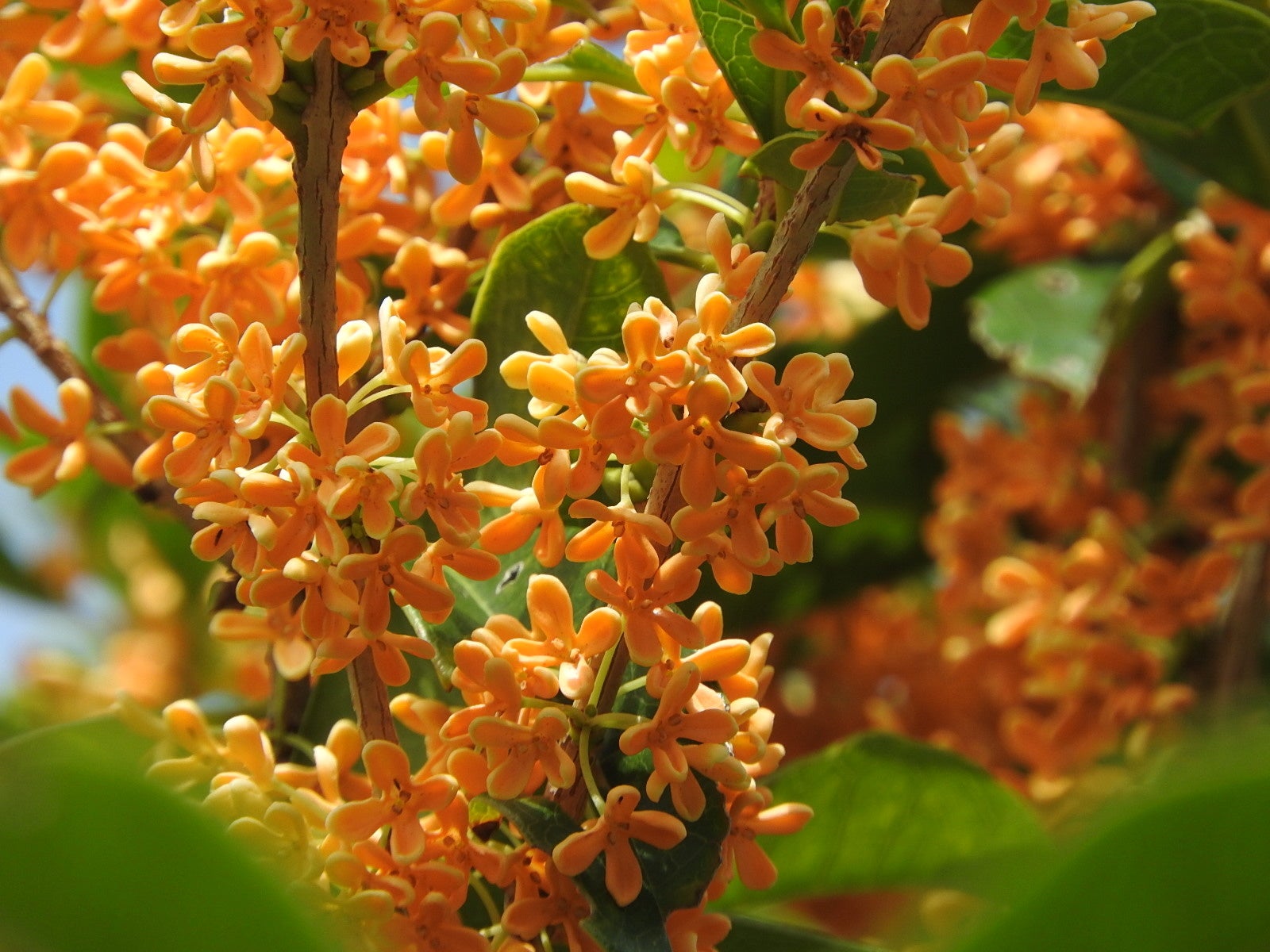 心地よい空間作りと 質の良い睡眠に 天然成分100 ヒノキ天然消臭除菌スプレー 懐かしい思い出がよみがえる 日本の香り キンモクセイ とサクラが新登場 株式会社スパイスのプレスリリース 心地よい空間作りと 質の良い睡眠に 天然成分100 ヒノキ天然消臭除菌スプレー 懐かしい思い出がよみがえる 日本の香り キンモクセイ とサクラが新登場 株式会社スパイスのプレスリリース