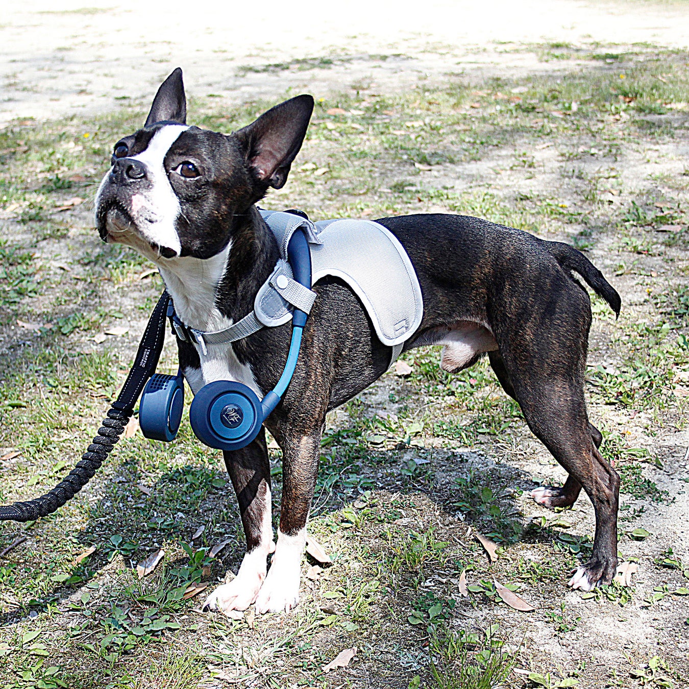 ワンちゃんにも風が必要だ Wfan扇風機をつけて家族みんなで夏を乗り切ろう ドッグウェア 扇風機セット 新登場 株式会社スパイスのプレスリリース ワンちゃんにも風が必要だ Wfan扇風機をつけて家族みんなで夏を乗り切ろう ドッグウェア 扇風機セット 新登場 株式会社スパイスのプレスリリース