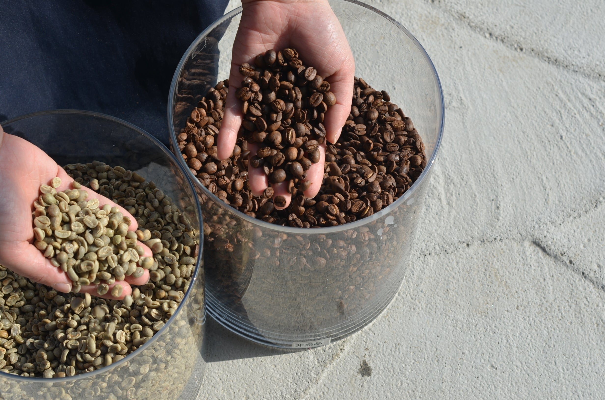 【左／焙煎前の生豆　右／焙煎後の豆】