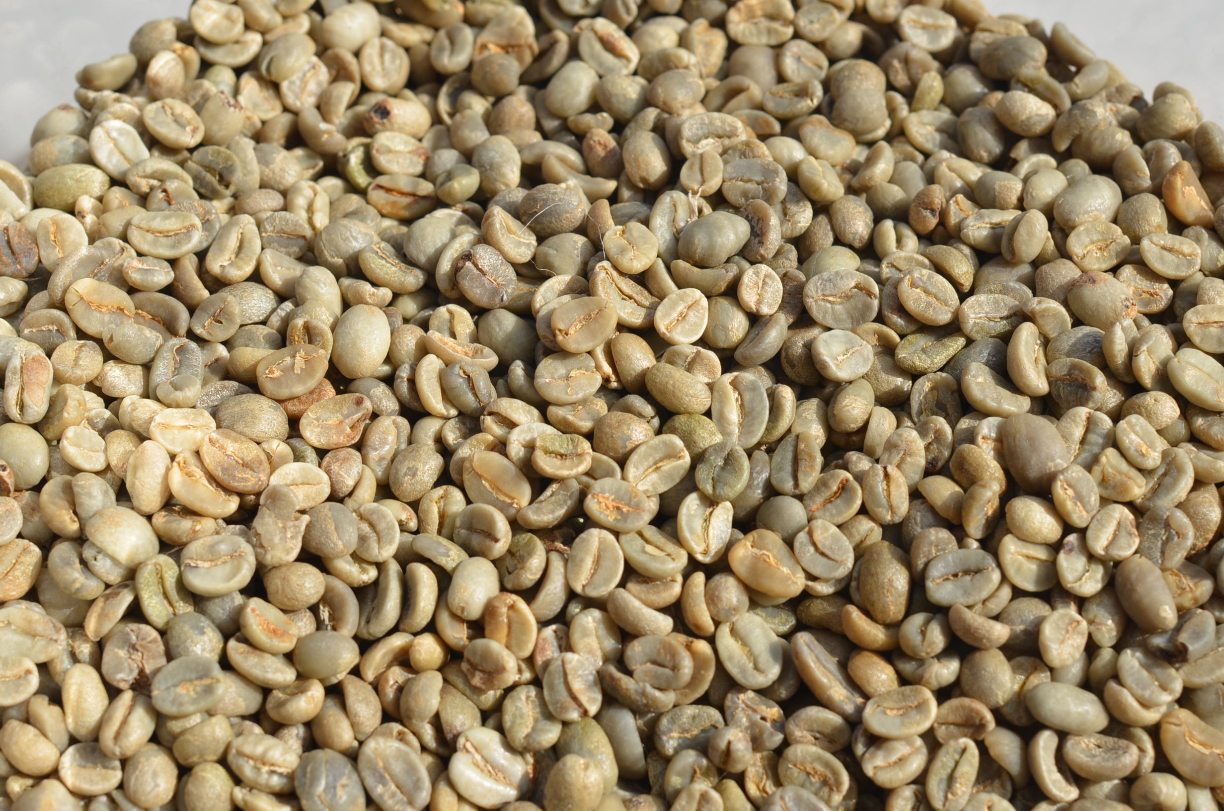 【焙煎前の生豆】