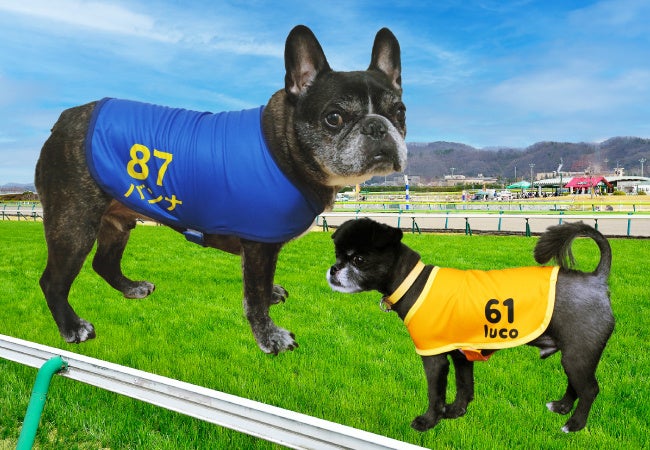 ゼッケン風ペットウェア