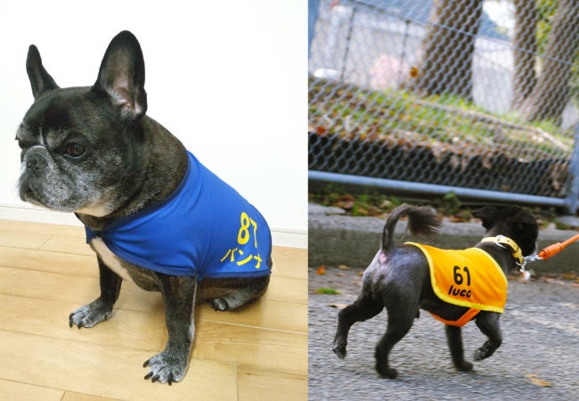 ゼッケン風ペットウェア