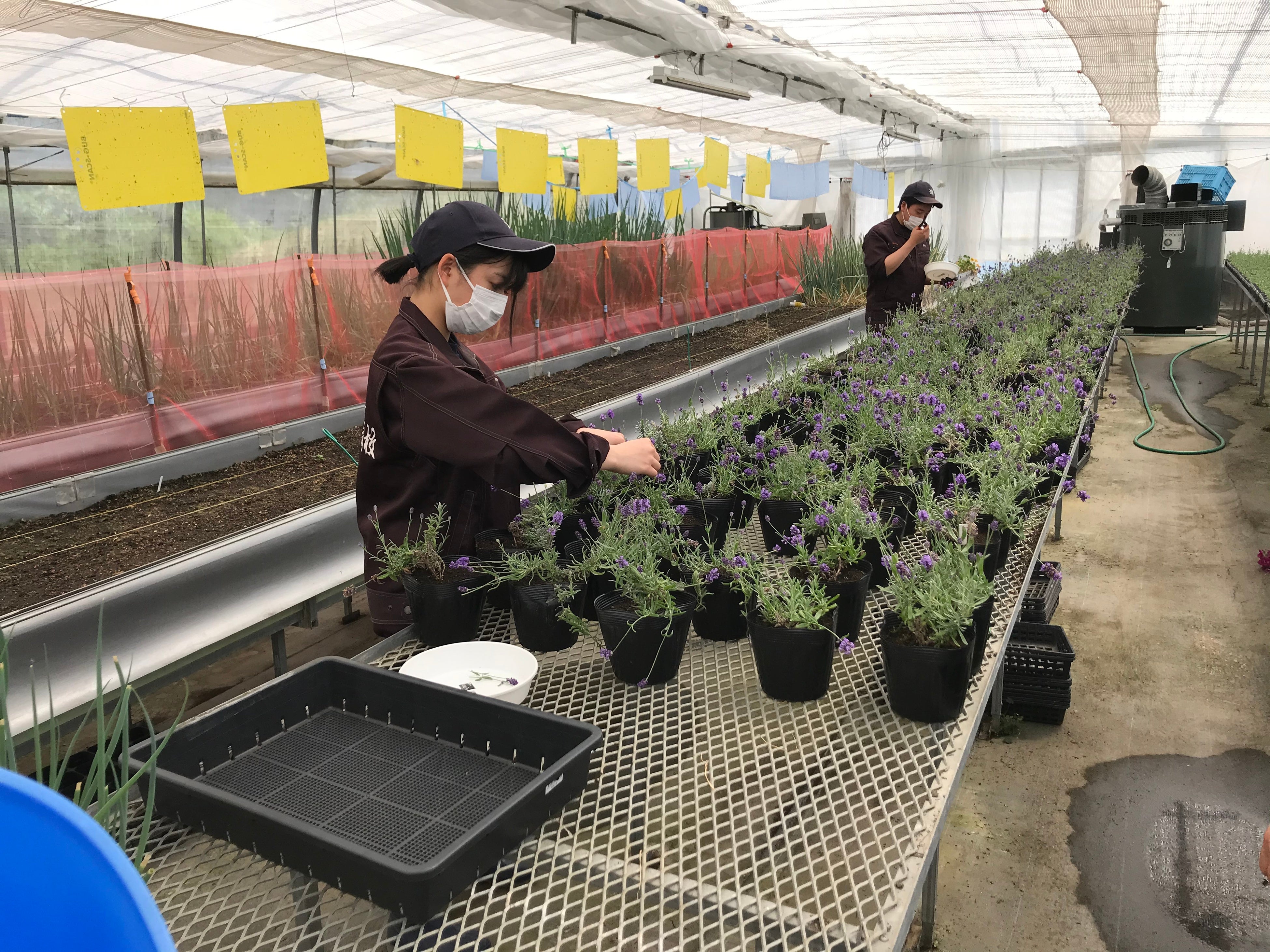 去年6月の栽培の様子