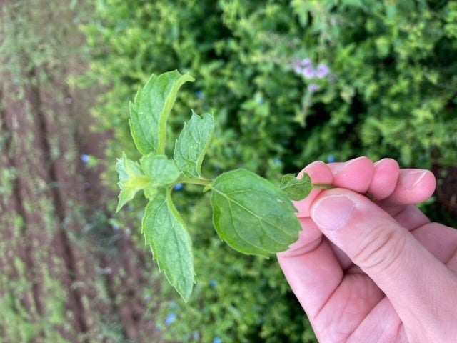 指定農家がニセコ町内で栽培したニホンハッカ