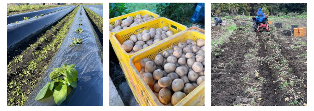 有機栽培で育成・収穫され消費者に届けられるじゃがいも。