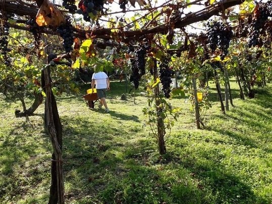 実際のぶどう畑