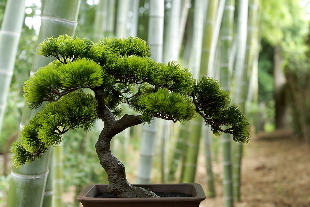 竹林とA-BONSAI#01